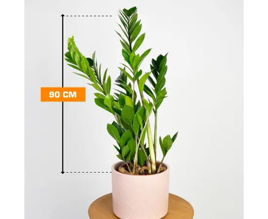 Замиокулькас Zamioculcas 90 см