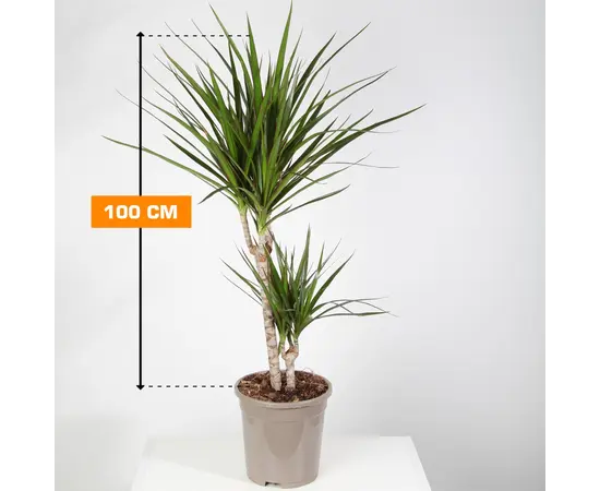 Драцена Marginata 2PP 100 см