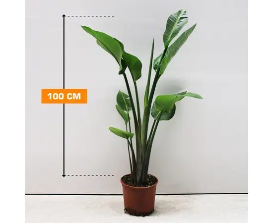 Стрелиция STRELITZIA NICOLAI 2 PP 100 см