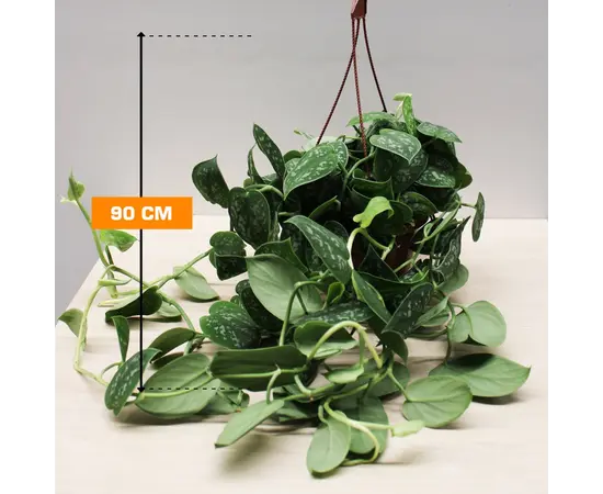 სცინდაფსუსი SCINDAPSUS PICTUS HANGING 90 სმ