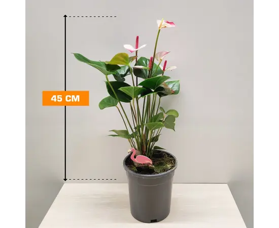 ანტურიუმი Anthurium Jungle mix 50 სმ
