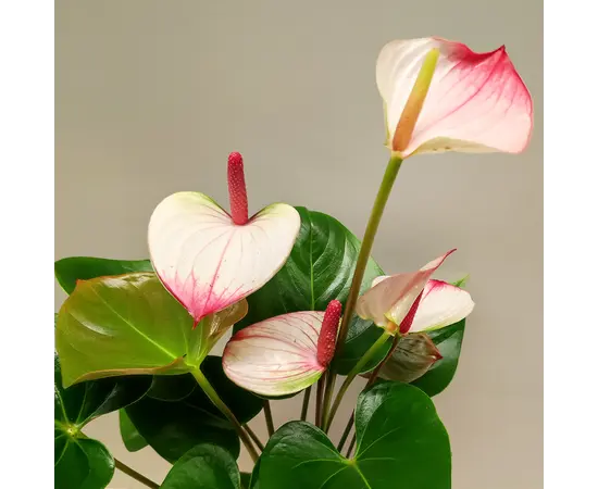 ანტურიუმი Anthurium Jungle mix 50 სმ