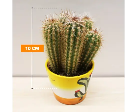 კაქტუსი Cactus mix i 'Decorpot' Mammilaria