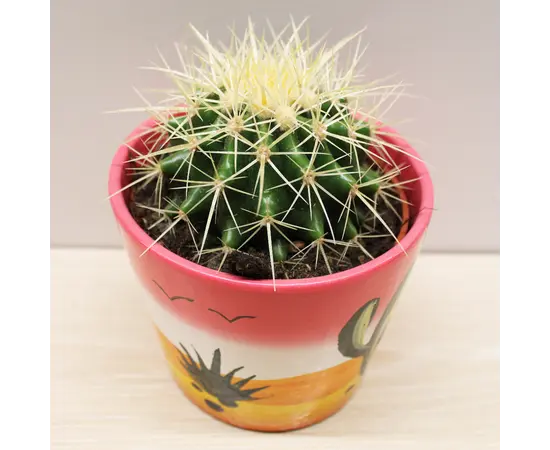 კაქტუსი Cactus mix i 'Decorpot' Mammilaria