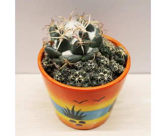კაქტუსი Cactus mix i 'Decorpot' Mammilaria