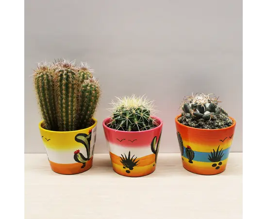 კაქტუსი Cactus mix i 'Decorpot' Mammilaria