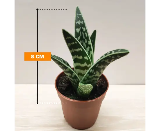 ალოე Aloe variegata 35 სმ
