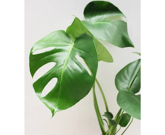 მონსტერა Monstera 60 cm