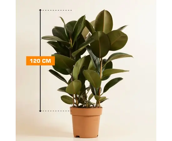 ფიკუსი FICUS ELASTICA ROBUSTA MATERNAL 120 სმ