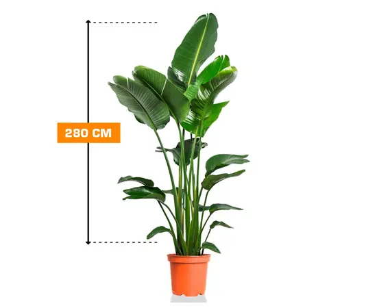 სტრელიცია STRELITZIA NICOLAI 280 სმ