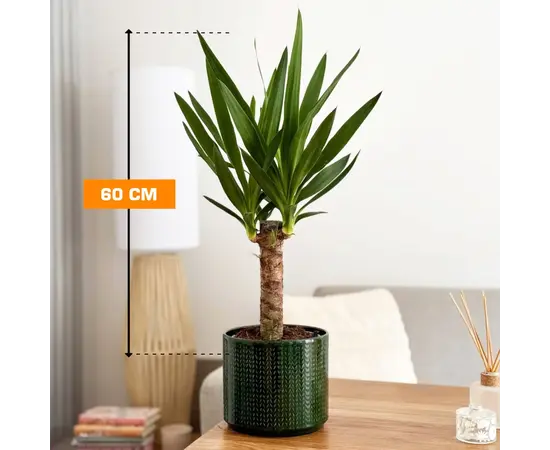 იუკა Yucca 1PP 60 სმ