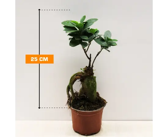 ფიკუსი FICUS MICROCARPA GINSENG 25 სმ