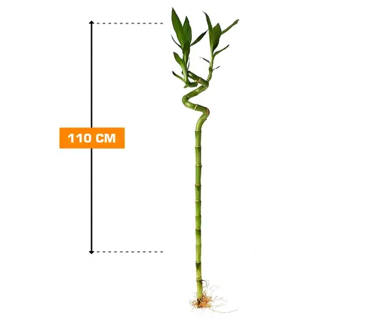 დრაცენა Bamboo 110 სმ