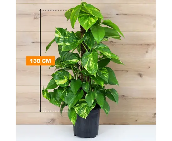 ეპიპრემნუმ Epipremnum Mosstick 130 cm