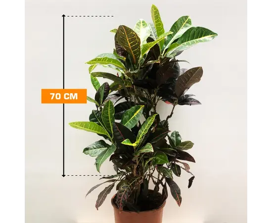 კროტონი CODIAEUM CROTON PETRA 70 სმ