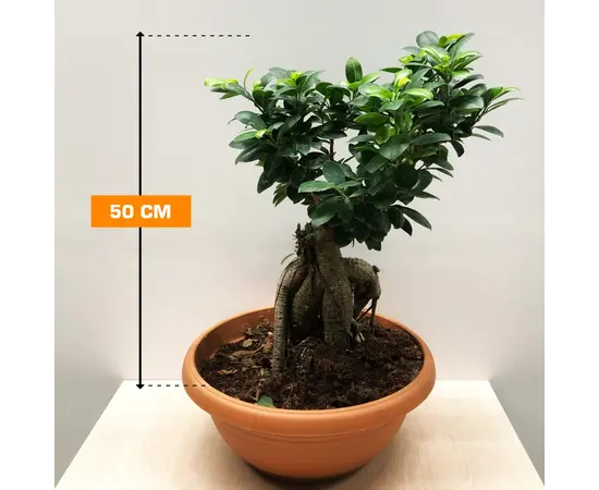ფიკუსი MICROCARPA GINSENG GRAFTED 2000 GR