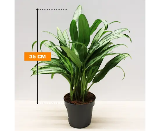 Аглаонема Aglaonema mixed 35 см