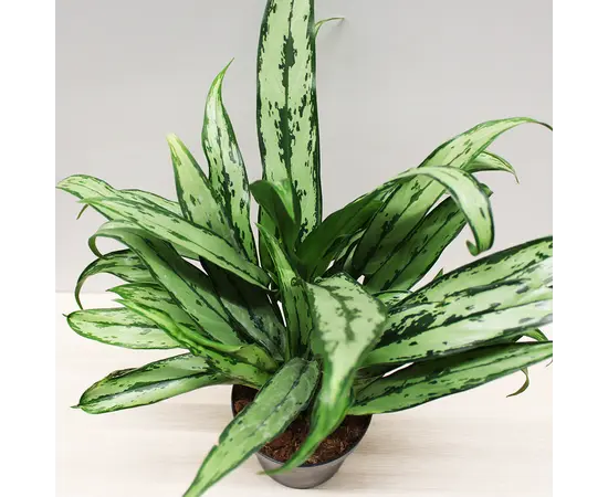 Аглаонема Aglaonema mixed 35 см