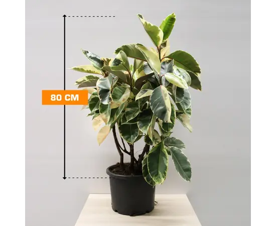 ფიკუსი FICUS ELASTICA TINEKE MATERNAL 80 სმ
