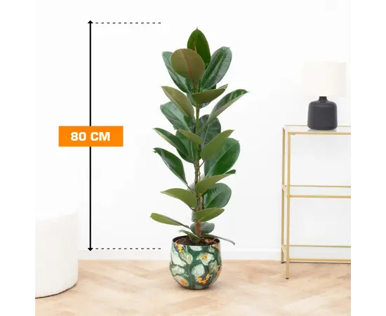 Фикус FICUS ELASTICA ROBUSTA 1PP 80 см
