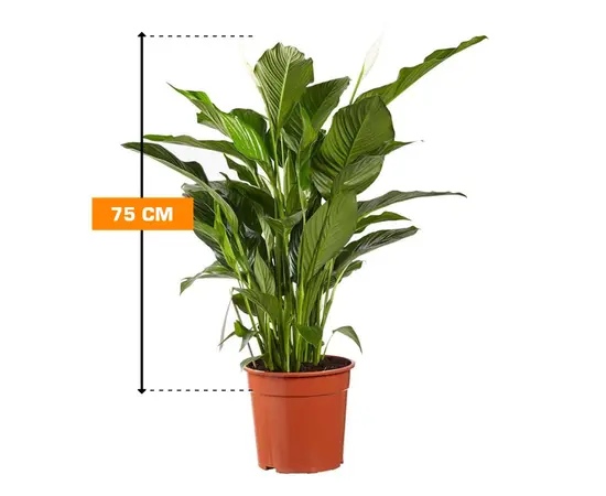 Спатифиллюм Spathiphyllum 75 cm