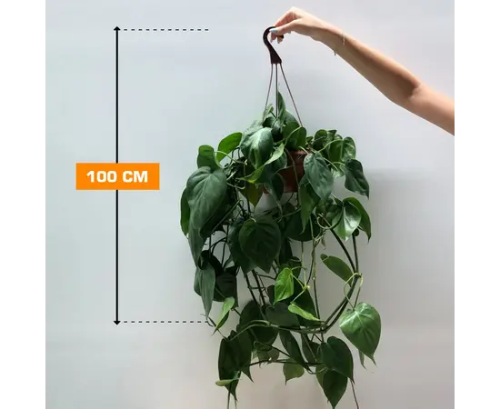 Филодендрон Brasil Hanging 100 см