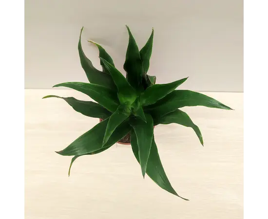 Драцена Dracaena Compacta 15 см