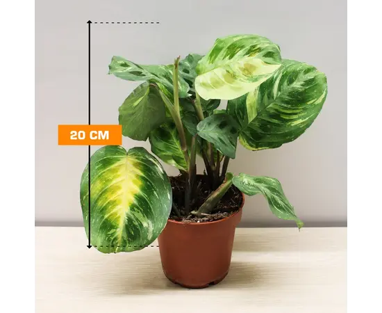 Маранта Maranta variegata (bont) leuconeura