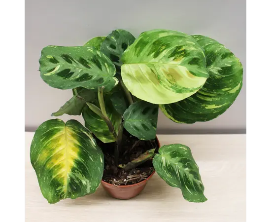 Маранта Maranta variegata (bont) leuconeura