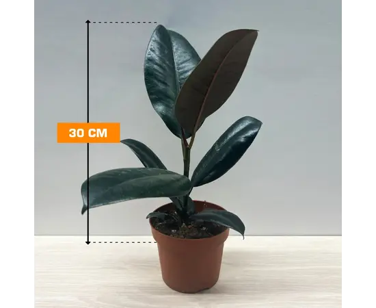 ფიკუსი Ficus El Abidjan elastica 30 სმ