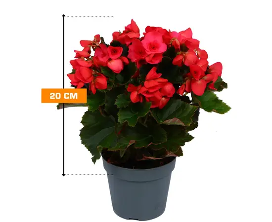 Бегония Begonia elatior mix P14 Premium 20 см