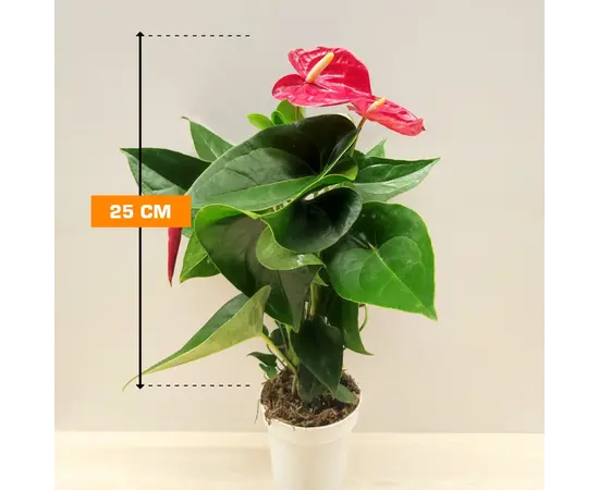 Антуриум Anthurium Arisa red 25 см