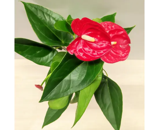Антуриум Anthurium Arisa red 25 см