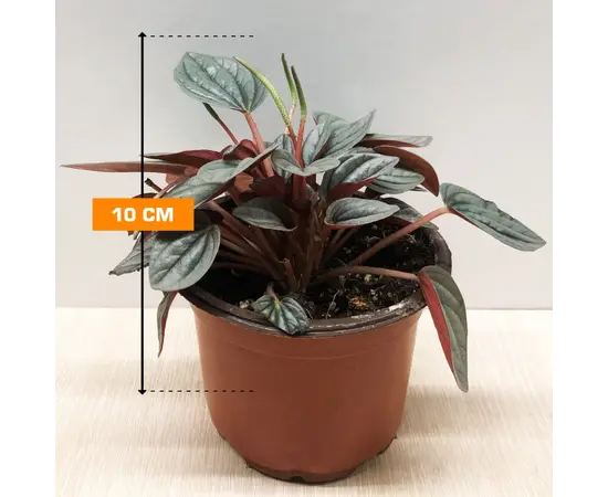 პეპერომია Peperomia Sunrice 10 სმ