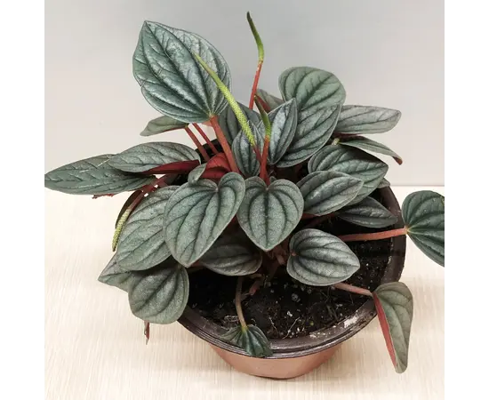 პეპერომია Peperomia Sunrice 10 სმ
