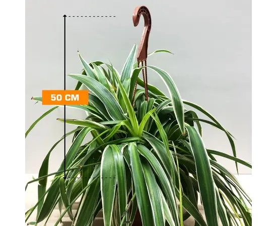 ქლოროფიტუმი CHLOROPHYTUM HANGING 50 სმ