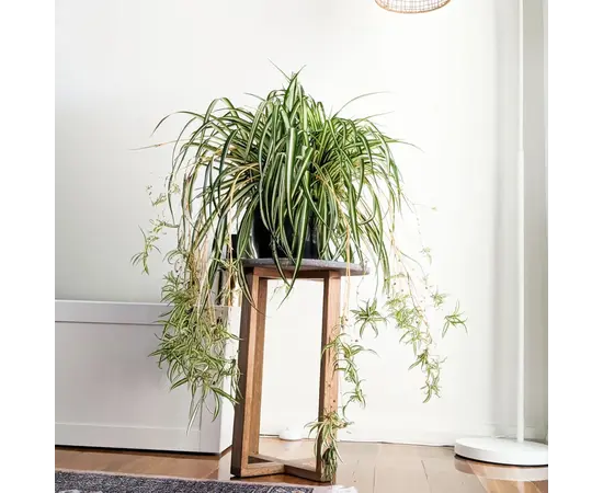 ქლოროფიტუმი CHLOROPHYTUM HANGING 50 სმ