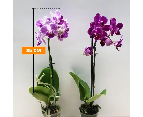 Orchid PHALAENOPSIS 1 SPIKE Mini 25 cm