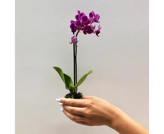 Orchid PHALAENOPSIS 1 SPIKE Mini 25 cm