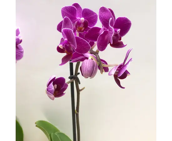 Orchid PHALAENOPSIS 1 SPIKE Mini 25 cm