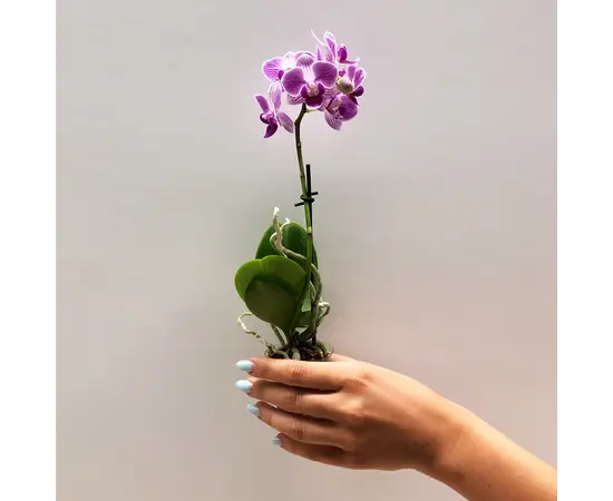 Orchid PHALAENOPSIS 1 SPIKE Mini 25 cm