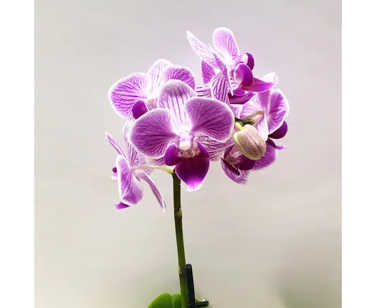 Orchid PHALAENOPSIS 1 SPIKE Mini 25 cm
