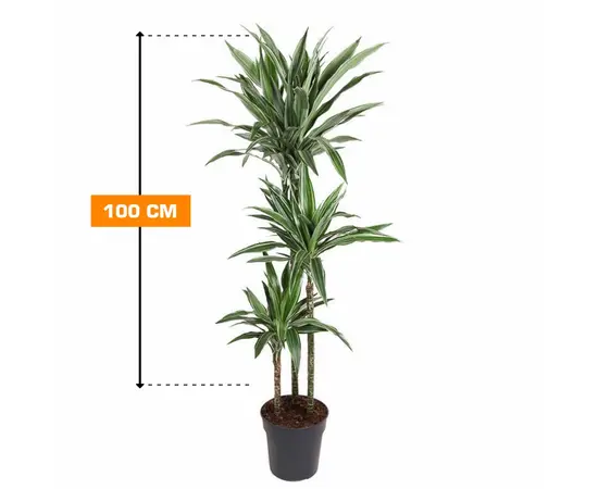 დრაცენა Dracaena fragrans Deremens Warneckei 100 სმ