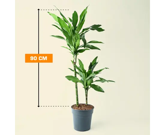 დრაცენა Dracaena Janet Lind 90 სმ