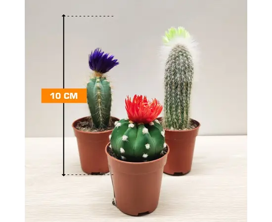 კაქტუსი Cactus luxe mix/Pilocereus chrysostele 505/5