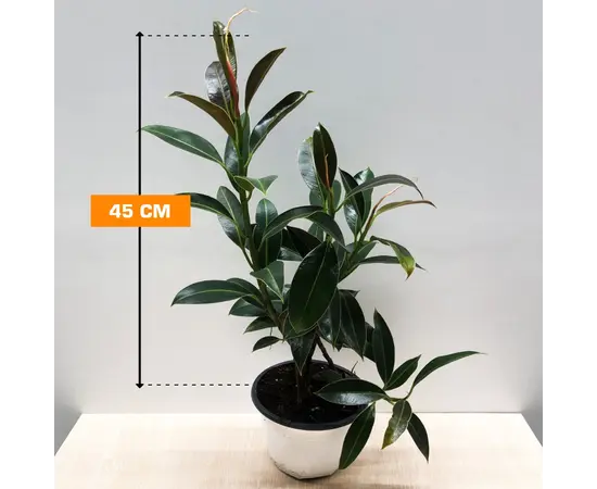 Фикус ELASTICA MELANY 3PP COLUMNA 45 см