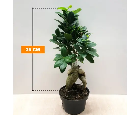 Фикус MICROCARPA GING 300 GR