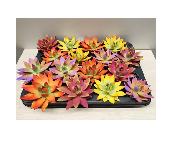 Эхеверия Echeveria gibbiflora mix