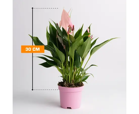 Антуриум Anthurium Lilli 30 см