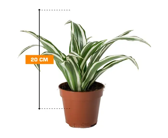 დრაცენა Dracaena White Jewel 20 სმ